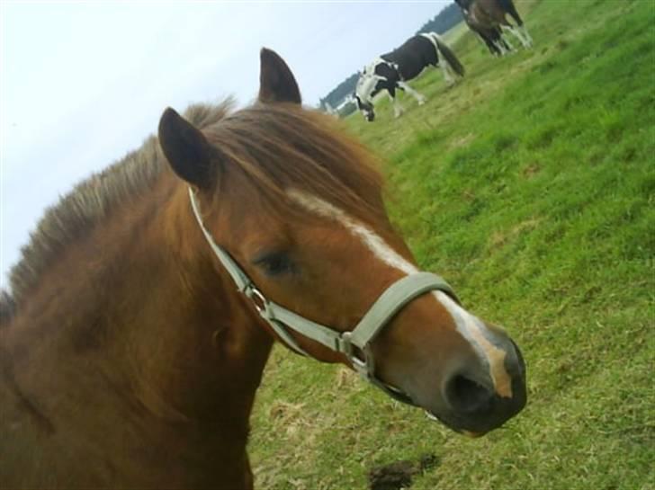 New Forest Shertan R.I.P  - Velkommen! Her ser i jordens smukkeste og dejligste pony!(: billede 1