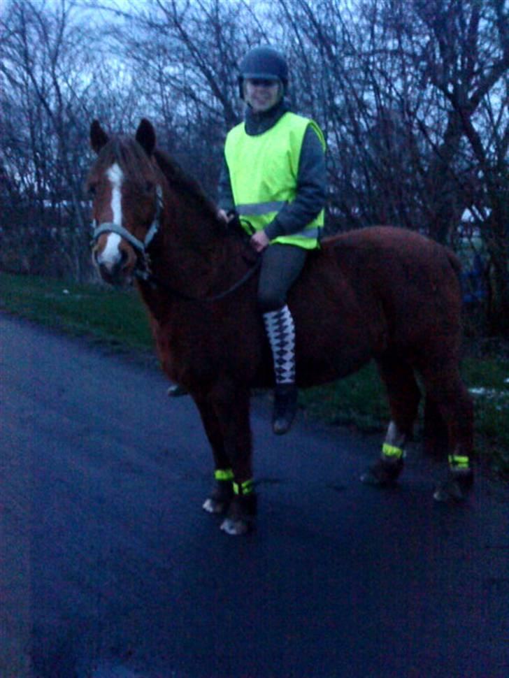 New Forest Shertan R.I.P  - På bjørnegaard, efter vi havde trænet i ridehallen(: billede 2