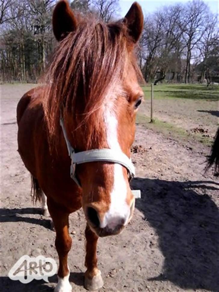 New Forest Shertan R.I.P  - mit første billede af ham:) billede 4