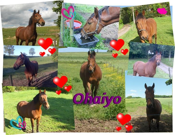 Oldenborg my Ohio dreamer billede 19