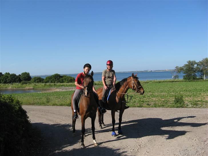 Arabisk fuldblod (OX) Bojkij OX billede 6