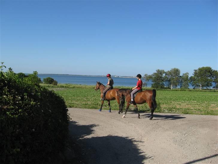 Arabisk fuldblod (OX) Bojkij OX billede 7