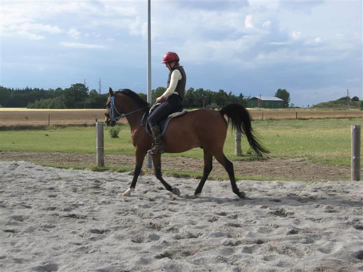 Arabisk fuldblod (OX) Bojkij OX billede 8