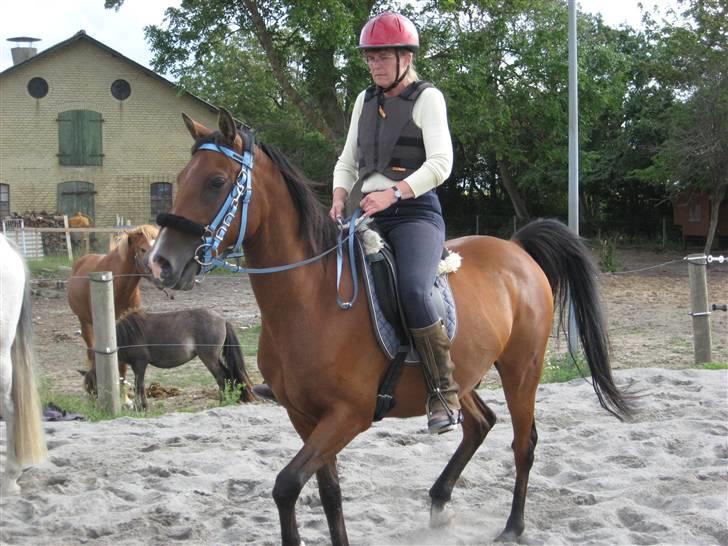 Arabisk fuldblod (OX) Bojkij OX billede 9