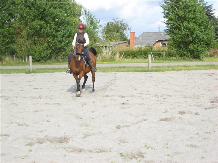 Arabisk fuldblod (OX) Bojkij OX billede 10