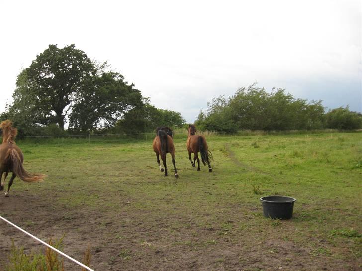 Arabisk fuldblod (OX) Bojkij OX - Og så kan man da lige drille pigerne lidt!!!! billede 11