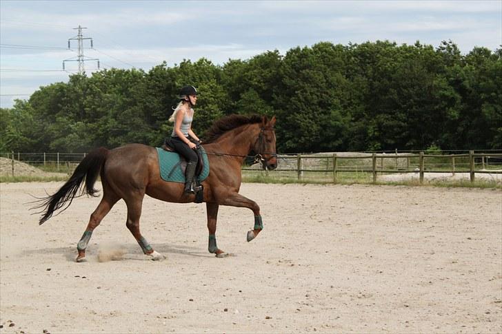 Dansk Varmblod Lind-i - Galop (: Foto: DBR billede 11