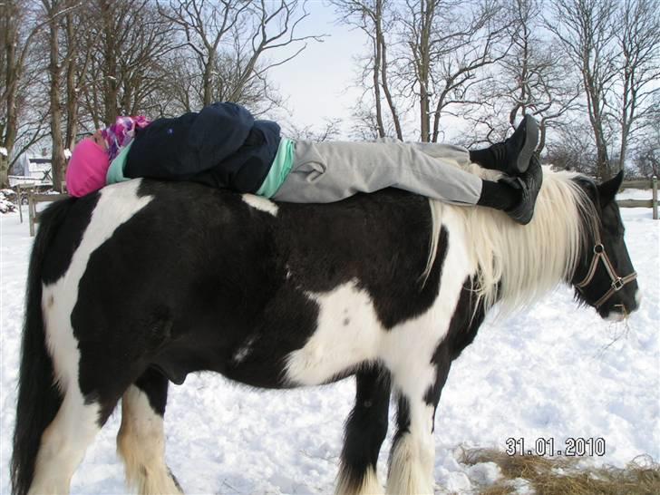 Irish Cob Kavanaugh/Kavanaugh'ty ;) - Så fed er Kavan xD Haha ! billede 18
