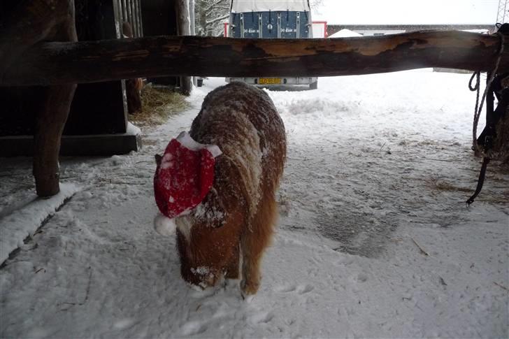 Miniature Filur billede 16