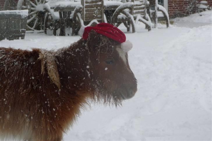 Miniature Filur billede 17