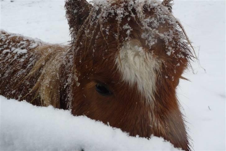 Miniature Filur billede 18