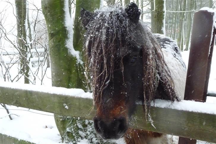 Shetlænder snøvsi  billede 18
