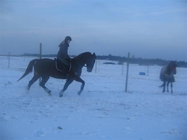 Anden særlig race Mitzi *R.I.P* 29/6 2010 billede 6