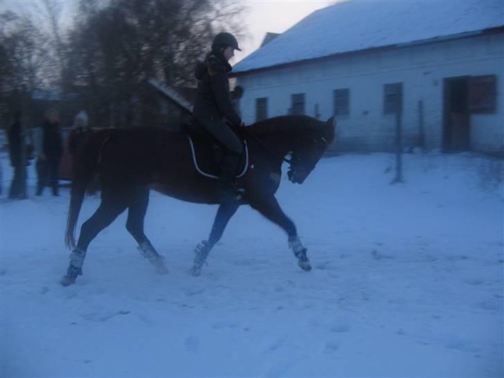 Anden særlig race Mitzi *R.I.P* 29/6 2010 billede 7