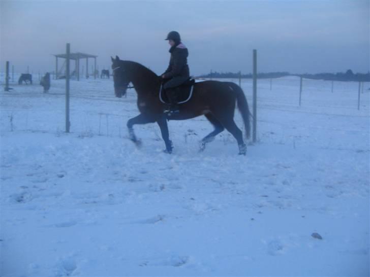 Anden særlig race Mitzi *R.I.P* 29/6 2010 billede 8