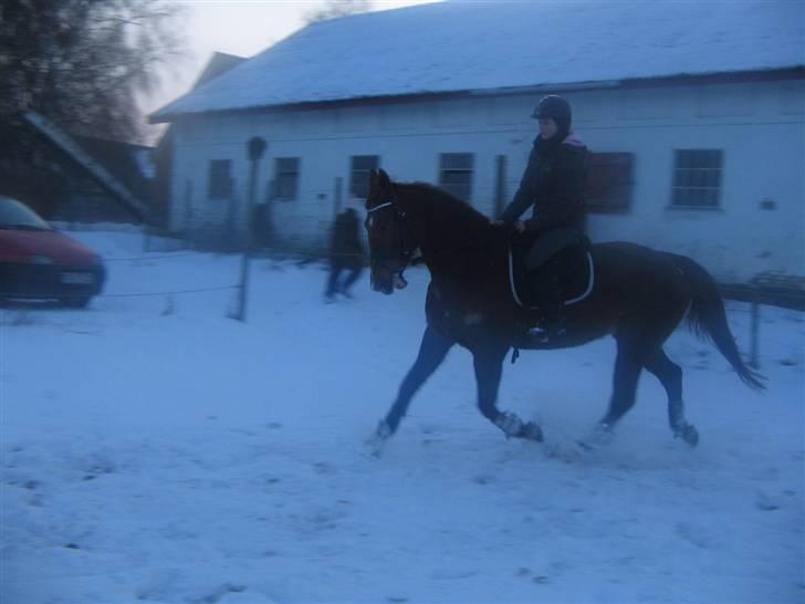 Anden særlig race Mitzi *R.I.P* 29/6 2010 billede 9
