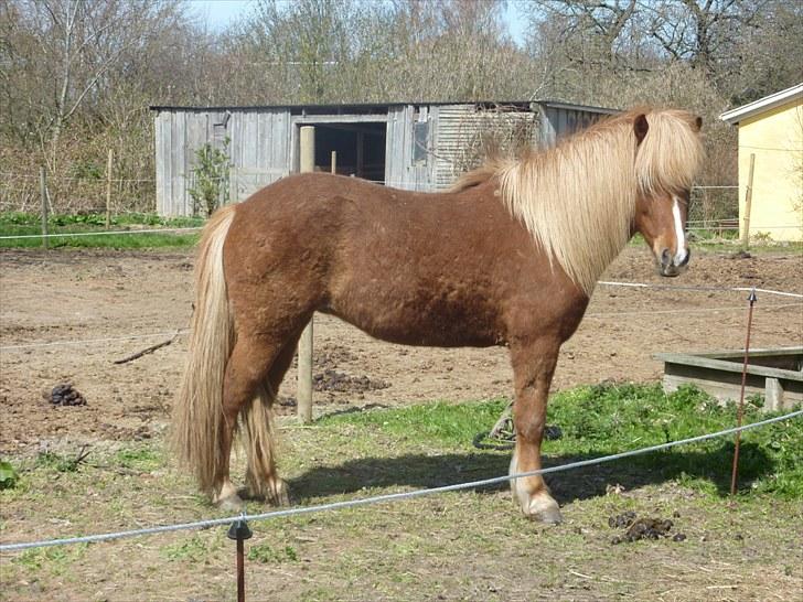 Islænder Silkisif f Skydebanegård solgt  - #13. nyt smukke Silki billede 13