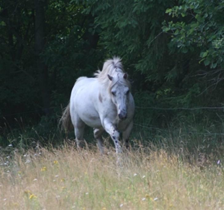 Knabstrupper Aastrupgaards odin billede 7