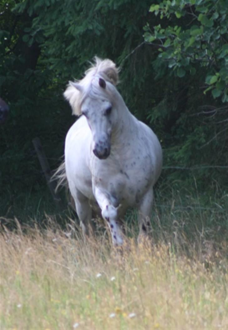 Knabstrupper Aastrupgaards odin billede 8