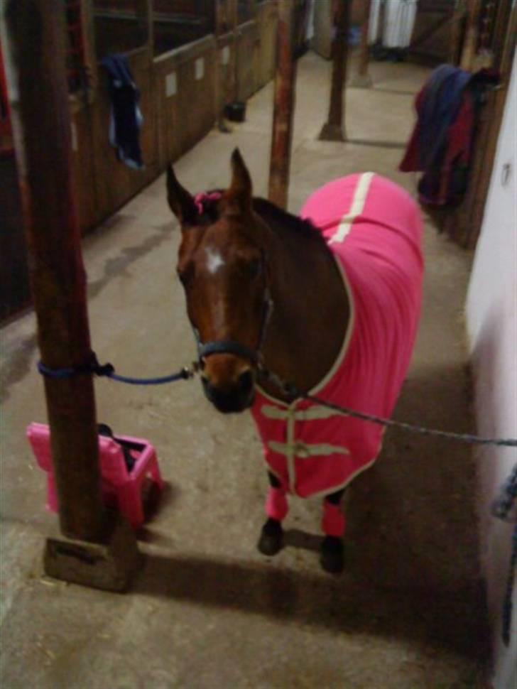 DSP Ryttergårdens nika billede 12