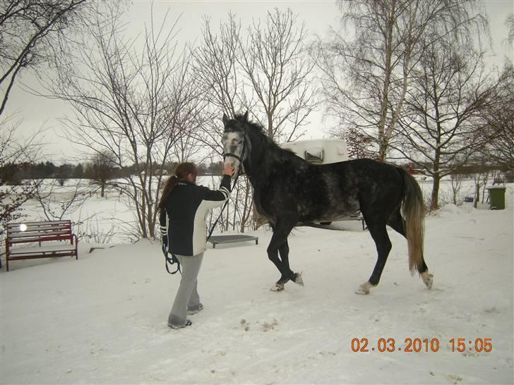 Holstener Von Harknags Wotan billede 6