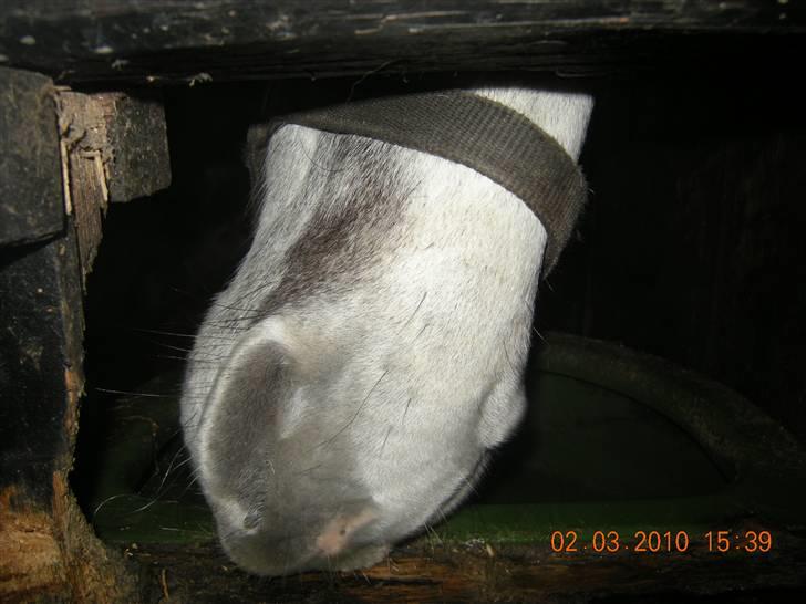 Holstener Von Harknags Wotan billede 7