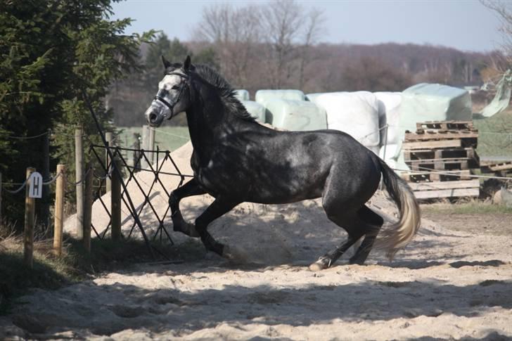 Holstener Von Harknags Wotan billede 9