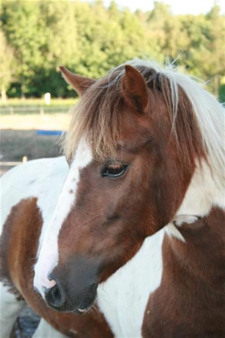 Anden særlig race Lady<3 - Lady på sommergræs. billede 5