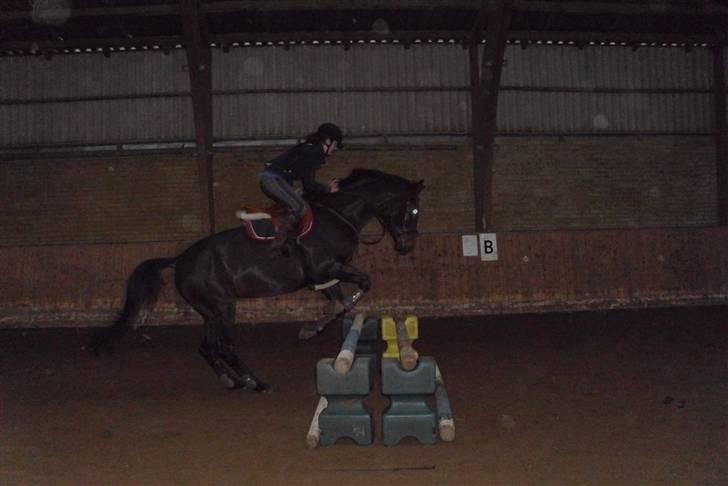 Dansk Varmblod Santos billede 17