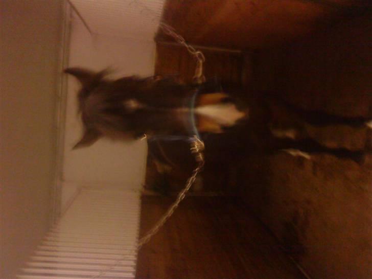 New Forest Isak X part :( - (Prut) "hovsa, håber ik der var nogen der hørte det! " billede 8