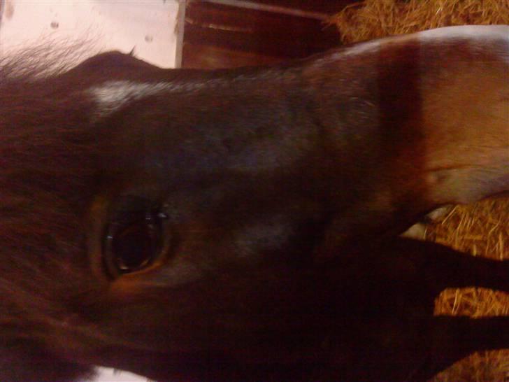 New Forest Isak X part :( - Raavrr... jeg er lækker! billede 9