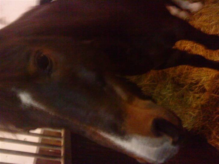 New Forest Isak X part :( - Jeg er jo en model! billede 10