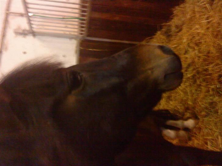 New Forest Isak X part :( billede 11