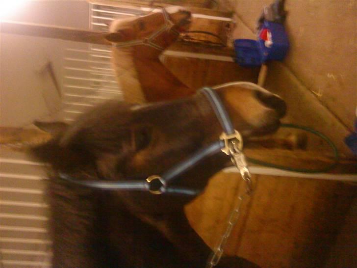 New Forest Isak X part :( - Haløjsa! der er Sun :) billede 12