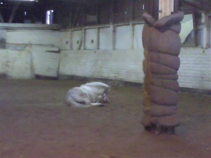 Pinto Charming Lady<3 Solgt :'( - 8, lady ruller sig i ridehuset (taget af Mauda) billede 8