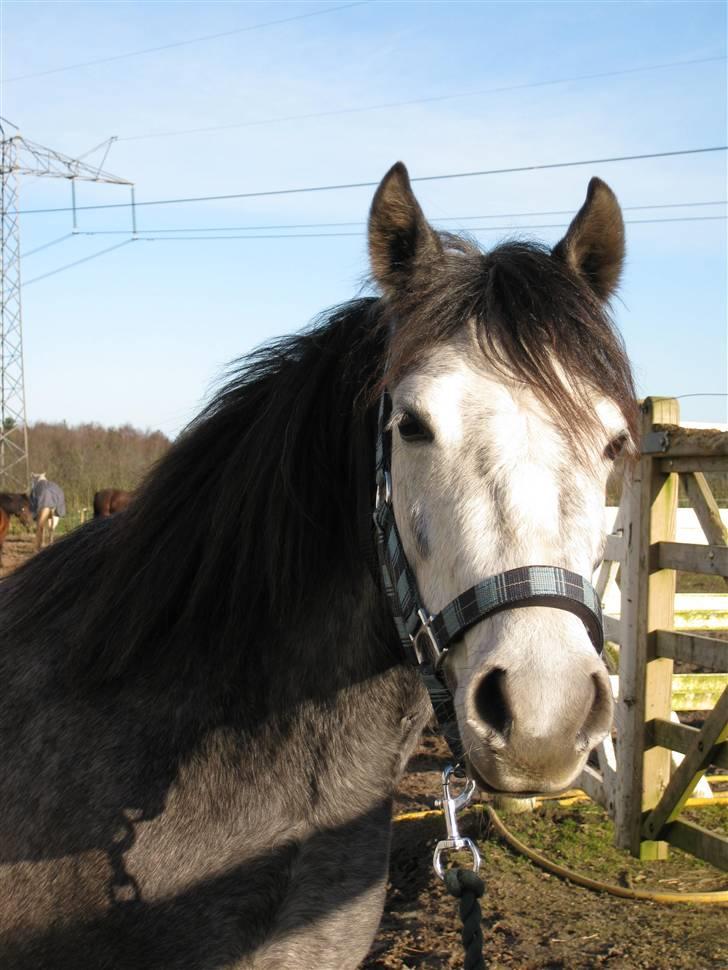 Welsh Pony (sec B) Vongkærgårds Annabell - Den første dag! <3 15 marts 2009..  billede 10