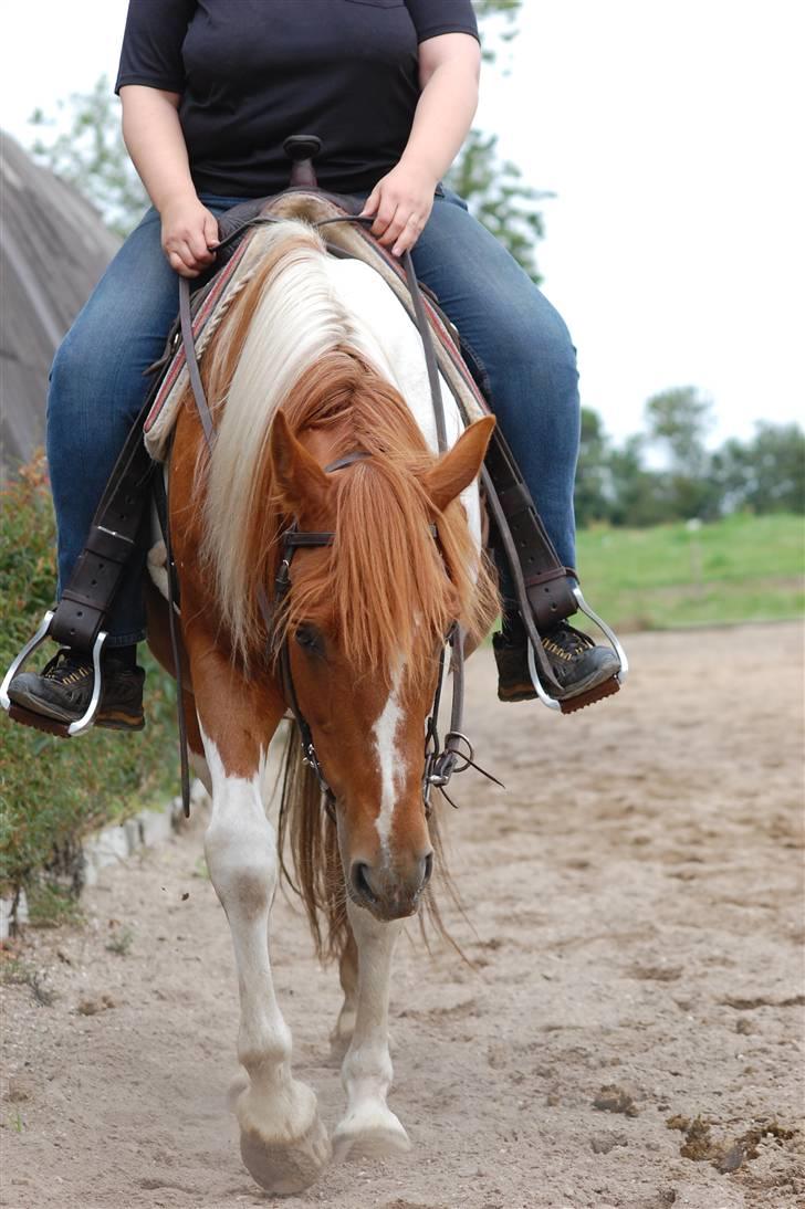 Pinto Mr 'Crazy Horse' Geronimo billede 15