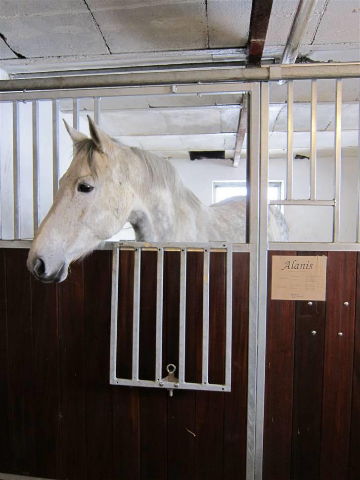 Dansk Varmblod Alanis  - Alanis på stald billede 10