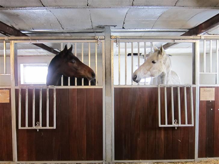 Dansk Varmblod Alanis  - Mor og datter - Alanis og Árabis feb. 2010 billede 11