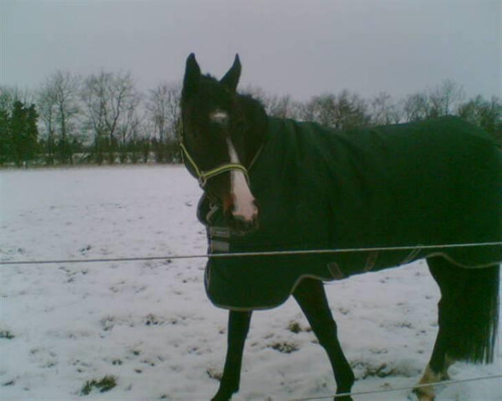 Oldenborg Zafir "SOLGT" - vinter 2009 billede 6