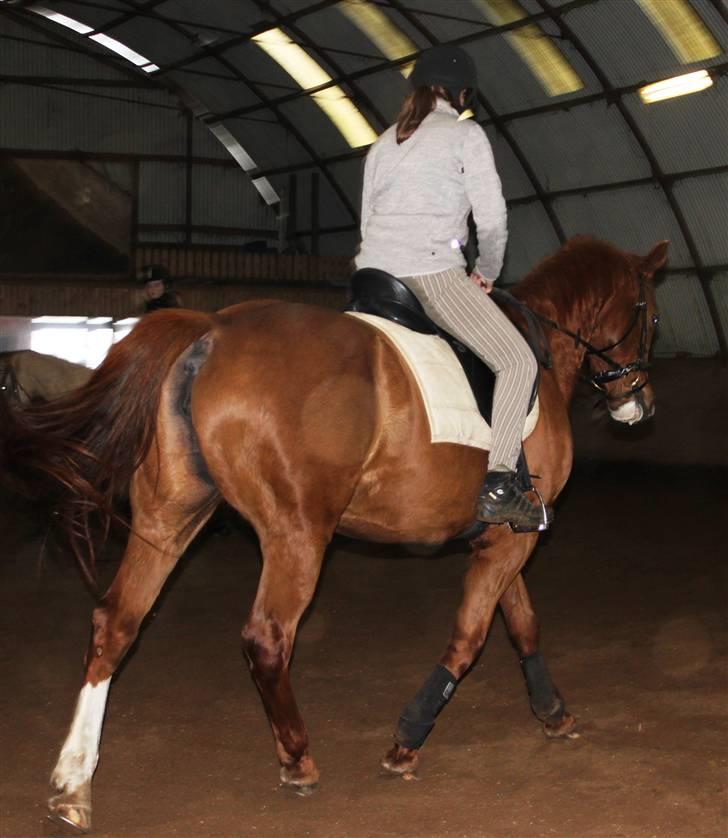 Dansk Varmblod Lana billede 12