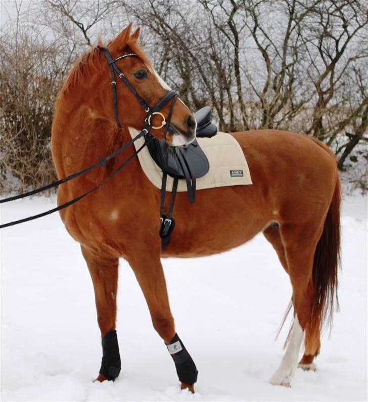 Dansk Varmblod Lana billede 13