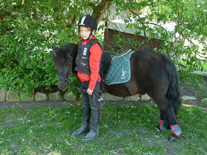 Shetlænder Frederik billede 4