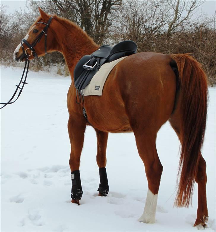 Dansk Varmblod Lana billede 15