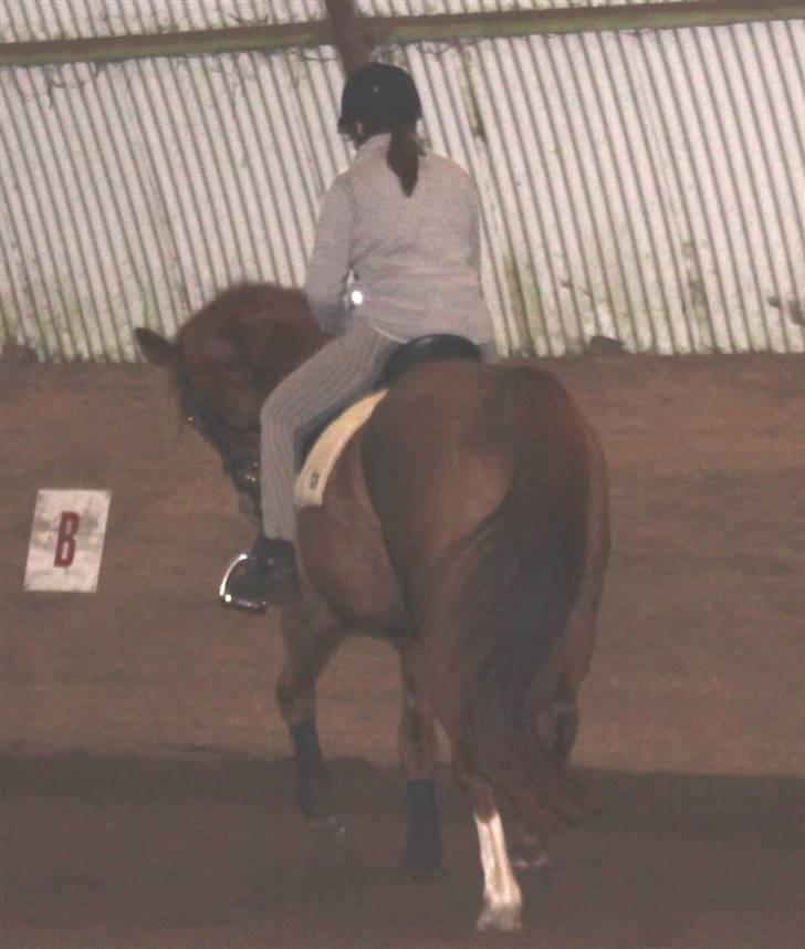 Dansk Varmblod Lana billede 16