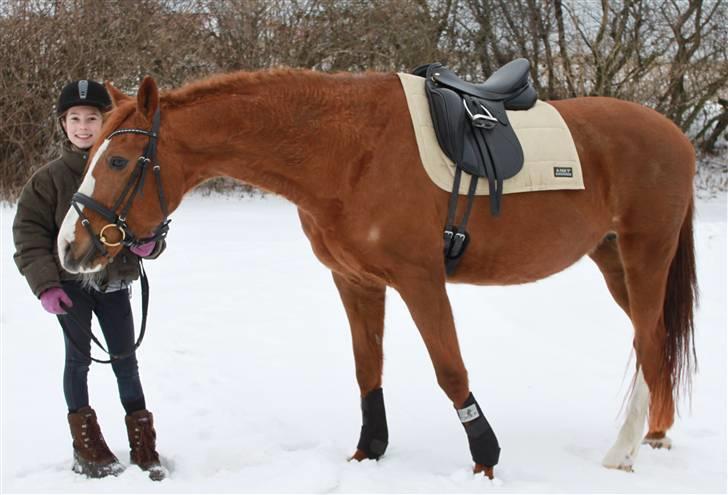 Dansk Varmblod Lana billede 17