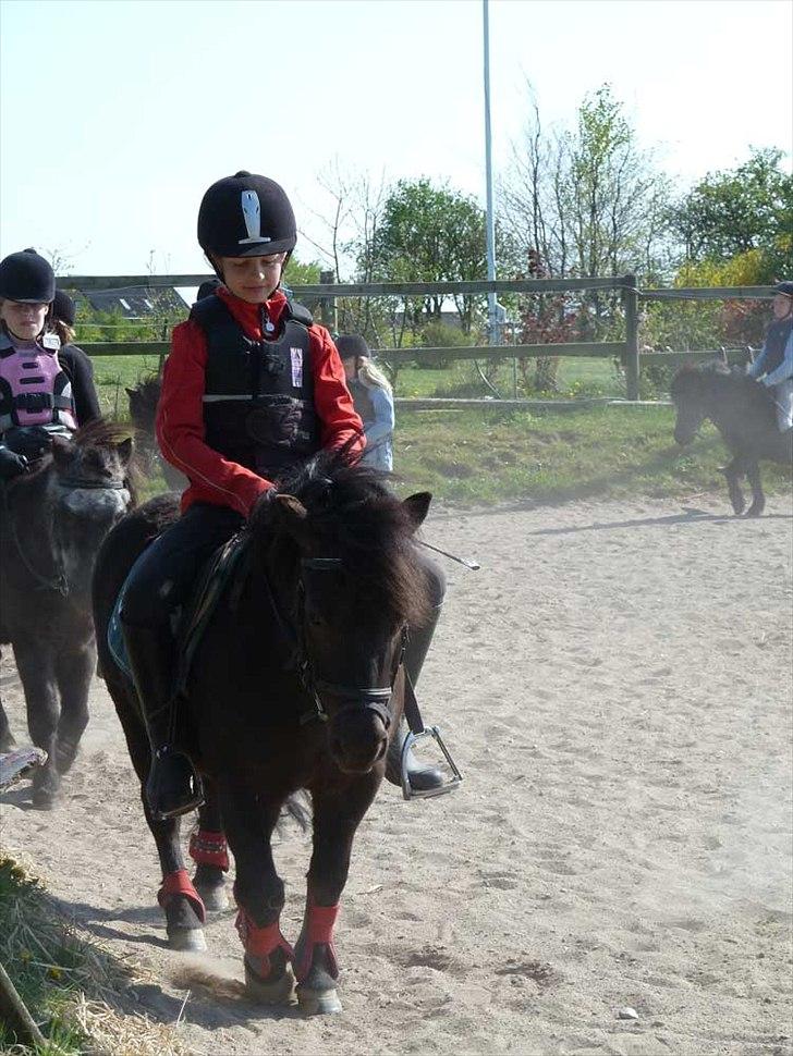 Shetlænder Frederik billede 8