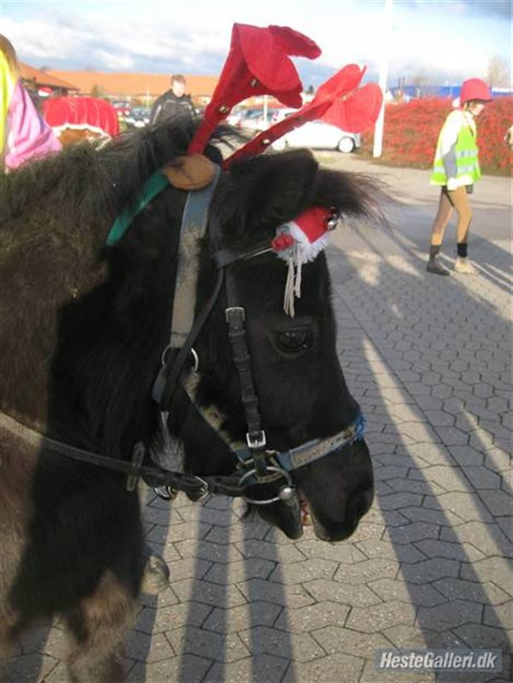 Shetlænder Frederik - Frederik til juleoptog 2009  billede 9