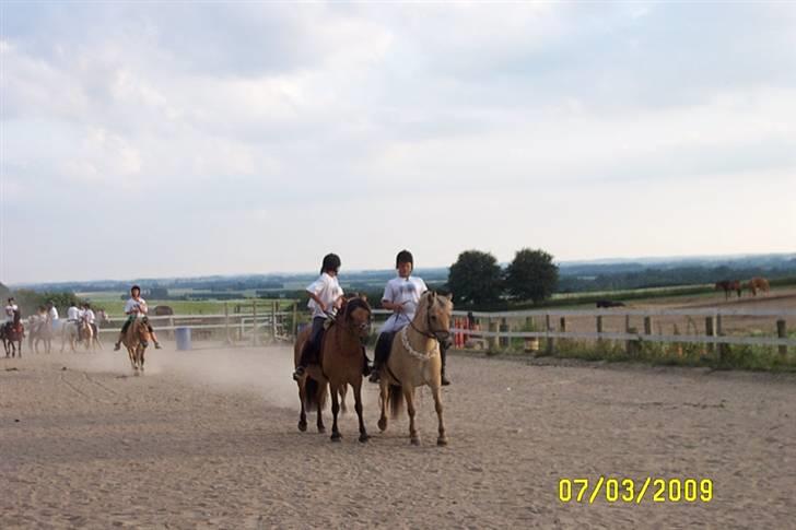 Fjordhest /Pinto Fie - ride lejr 2009 foto: mor #14 billede 14