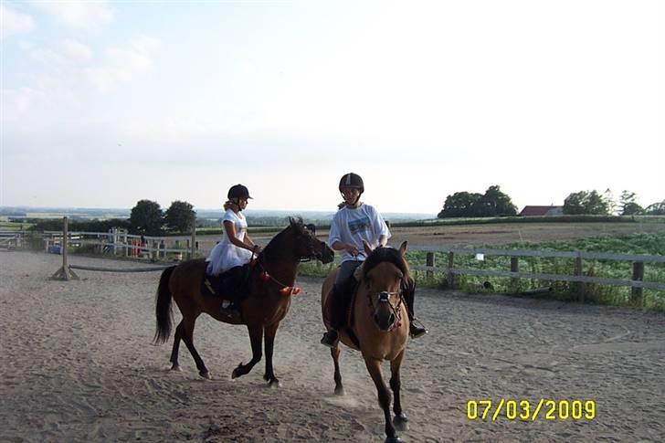Fjordhest /Pinto Fie - lide lejr opvisning med marie, lisa og kamilla 2009 foto: mor # 15 billede 15